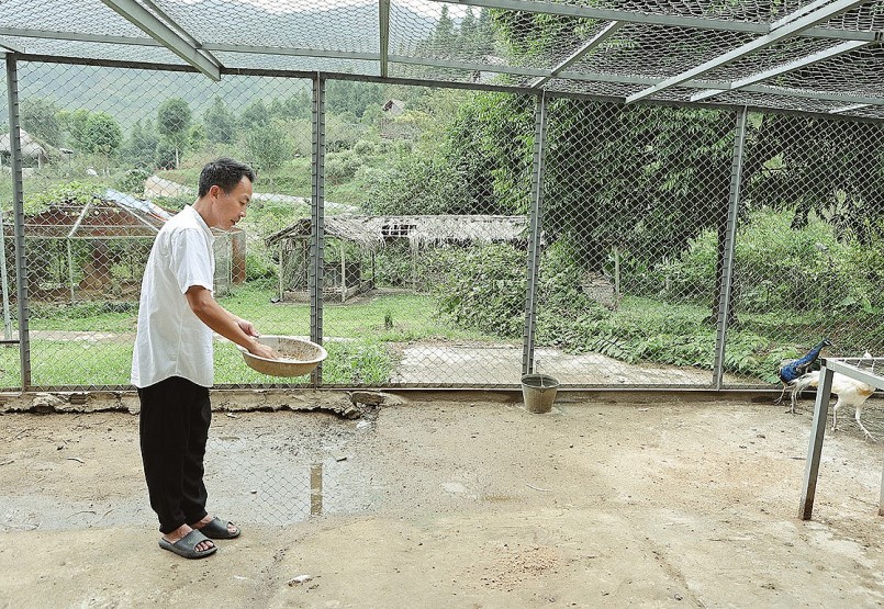 Việt Hoàn nuôi khoảng 20 con gà, vịt để lấy trứng phục vụ bữa ăn hàng ngày. 