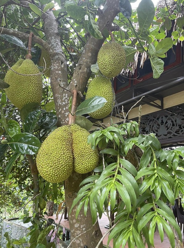 Trang trại của Việt Hoàn có hàng chục cây mít, quanh năm ra trái. 