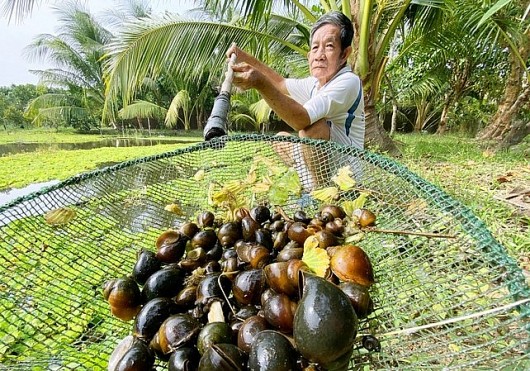 Nuôi ốc bươu đen trong vườn cây ăn trái, không cần chăm, lão nông bỏ túi trên nửa tỷ đồng/năm