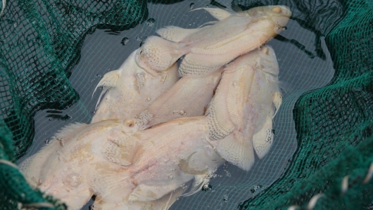 9x nuôi loài cá bé xíu mà “hung dữ”, 4 tháng bỏ túi nửa tỷ đồng, người người tìm đến xin bí quyết