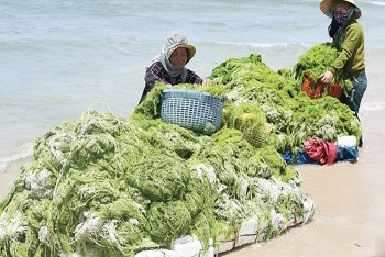 Rong biển Việt Nam là 