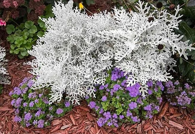 Cây cảnh cúc lá bạc (tên tiếng Anh là Jacobaea Maritima) là một loại cây lá hân của nó có lá màu trắng xám.