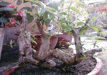 Kinh ngạc với biệt tài tạo tác bằng lăng rừng thành siêu phẩm bonsai tiền tỷ