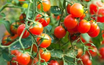 Cà chua là trái cây tốt, nhưng ăn thế nào để không gây hại cho sức khoẻ?