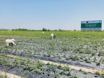 Trồng lung tung cây dược liệu, có cây người Nhật rất thích ăn, nông dân vùng này giàu to