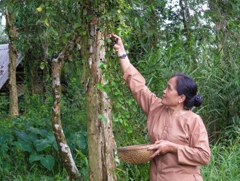 Bỏ phố về quê trồng cây dại, tưởng làm chơi hoá ra lại ăn thật