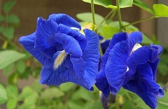 Hoa đậu biếc - Loài hoa không chỉ đẹp mà còn mang đến nhiều lợi ích cho sức khỏe