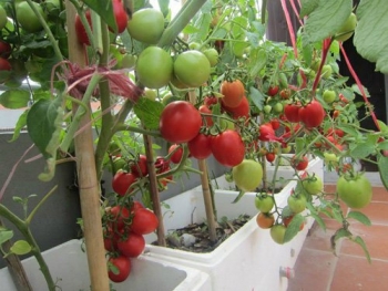 Mách bạn 5 loại rau dễ trồng tại nhà, được khá nhiều gia đình lựa chọn