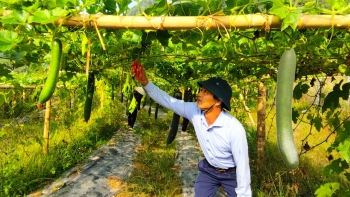 TP Hạ Long (Quảng Ninh): Cơ cấu lại ngành nông nghiệp giai đoạn 2021-2025