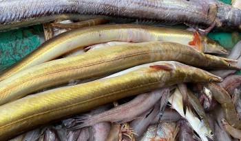 Loài cá giống con lươn mang tên một loại củ là đặc sản ở Cà Mau bán 1 triệu đồng/kg vẫn cháy hàng