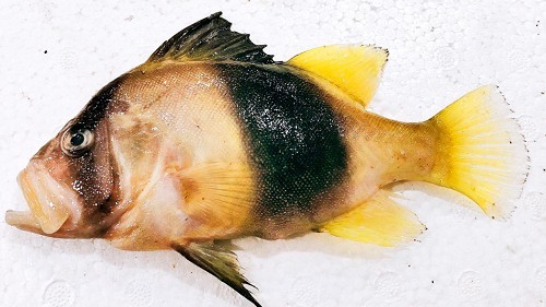 Loại cá chỉ có ở Nha Trang, tên vô cùng lạ, xưa không ai ăn nay thành đặc sản thơm ngon hảo hạng