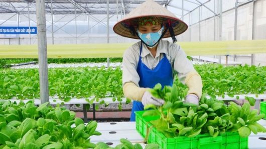 Quảng Ninh đảm bảo an toàn thực phẩm trong nông nghiệp