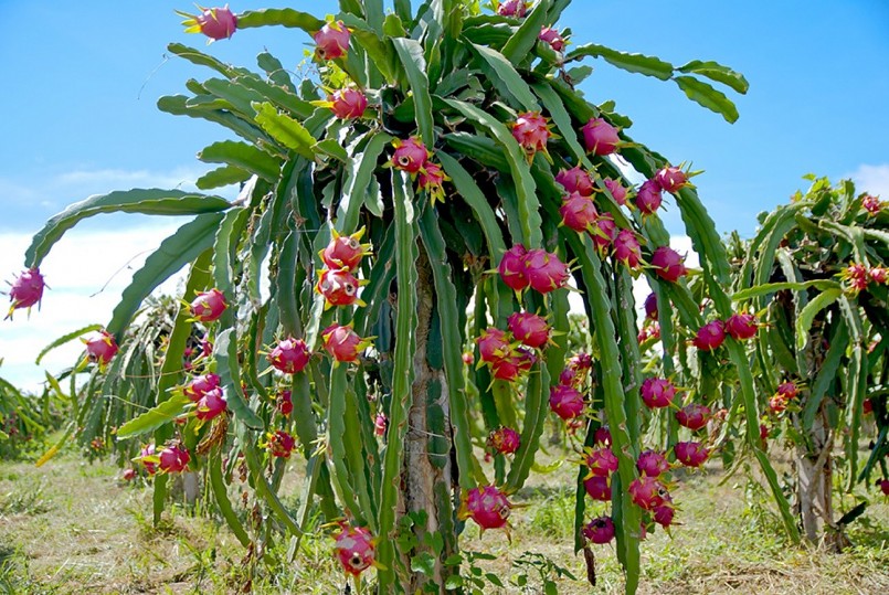 Những lợi ích khi ăn thanh long