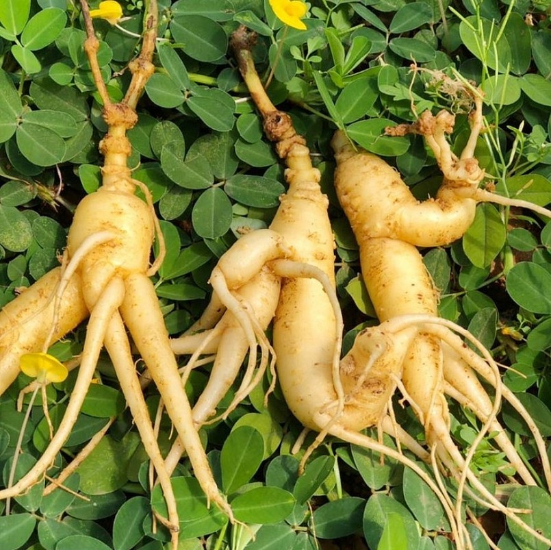 Tác dụng hữu ích của đẳng sâm