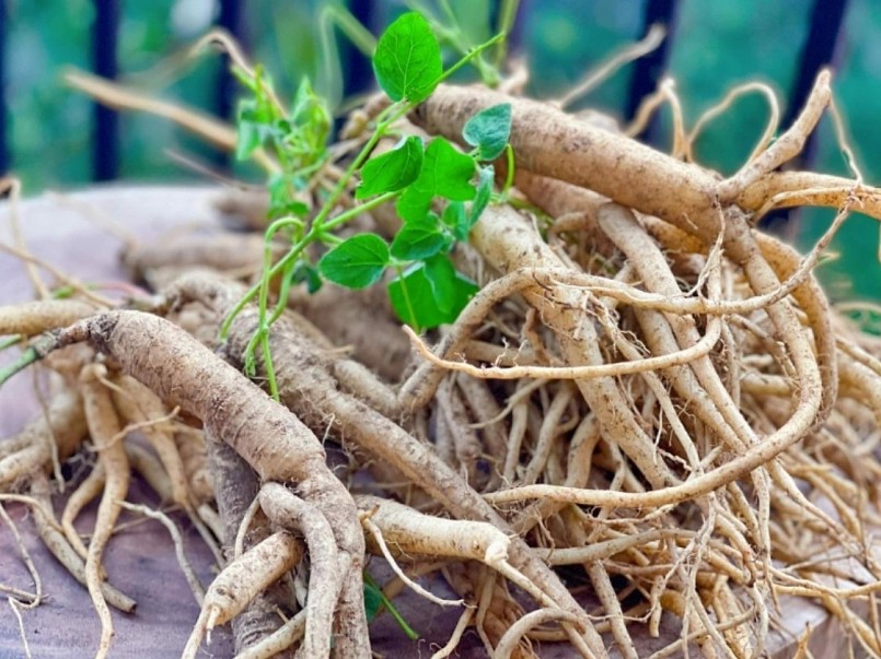 Tác dụng hữu ích của đẳng sâm