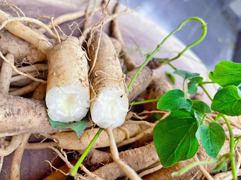 Tác dụng hữu ích của đẳng sâm