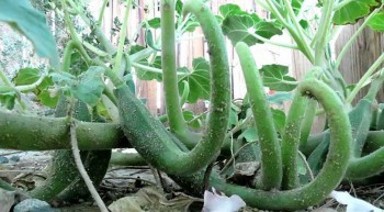 Tác dụng hữu ích của cây móng quỷ