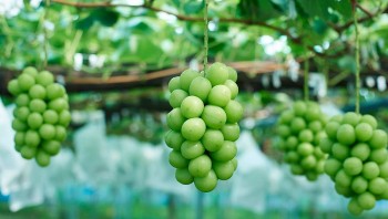 Mách nhỏ 5 loại thực phẩm giúp bạn chấm dứt hôi miệng