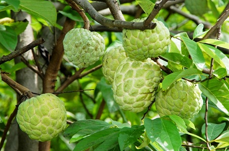 Ăn quả na ai cũng sợ có giòi nhưng chuyên gia chỉ ra có một bộ phận có thể gây ngộ độc