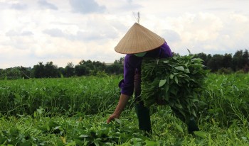 Cây rau quen thuộc có khi mọc hoang ngoài đồng, nhưng ở một xã có vùng chuyên canh thu nhập vượt trội