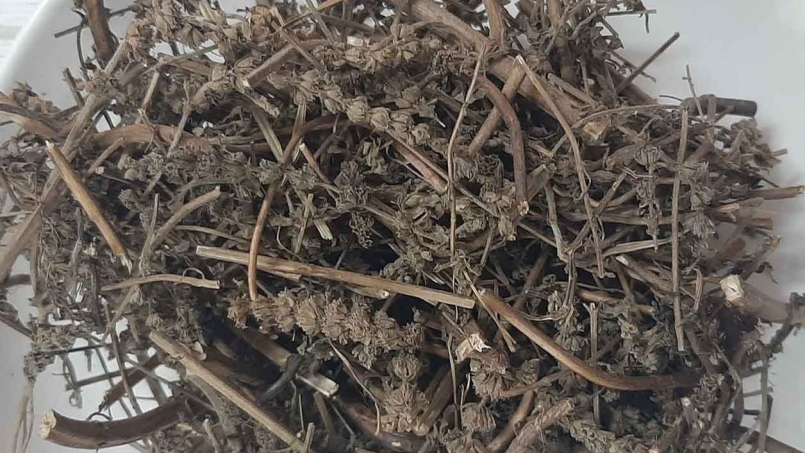 10 bài thuốc từ cây kinh giới mà bạn nên biết