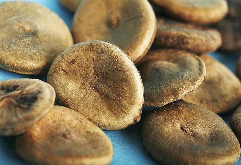 Hạt mã tiền