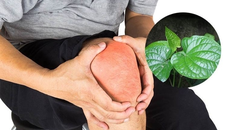 Công dụng của cây lá lốt đối với sức khỏe của bạn