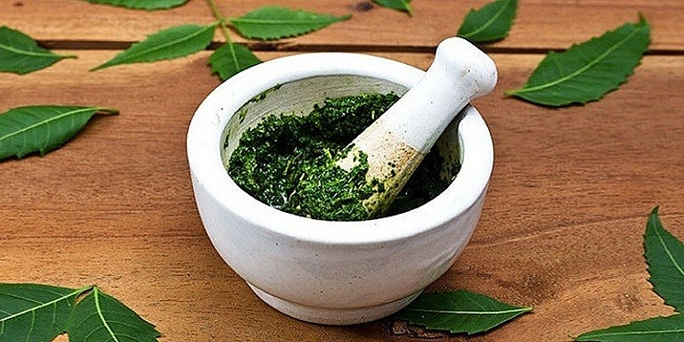 Công dụng của cây lá lốt đối với sức khỏe