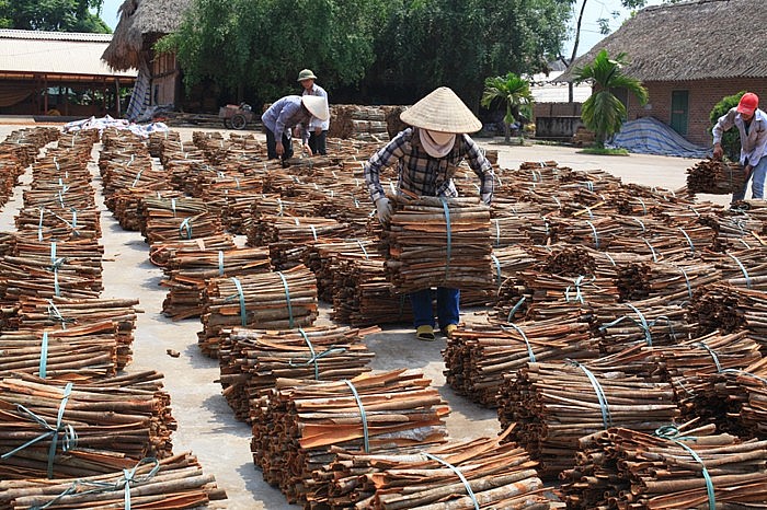 đến hết tháng 8/2023, Việt Nam xuất khẩu được 61.852 tấn quế. Ảnh TTXVN