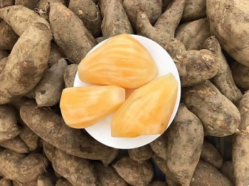 Loại sâm có củ giống hệt khoai lang, giá chỉ từ 15.000 đồng/kg, ăn vào bổ đủ thứ