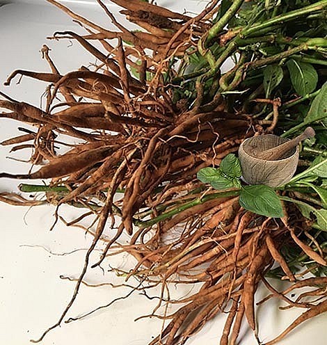 Cây quả nổ - vị thuốc đông y quý nhưng không hiếm