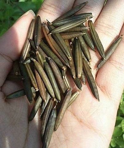 Cây quả nổ - vị thuốc đông y quý nhưng không hiếm
