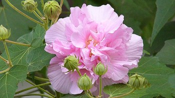 Cây phù dung: Loài hoa đẹp, vị thuốc quý