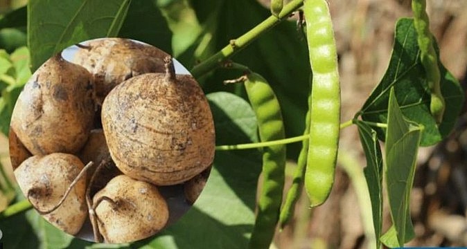 Củ đậu ăn mát nhưng phần thân, lá, hoa, quả/hạt của cây củ đậu có chứa chất độc nguy hiểm.
