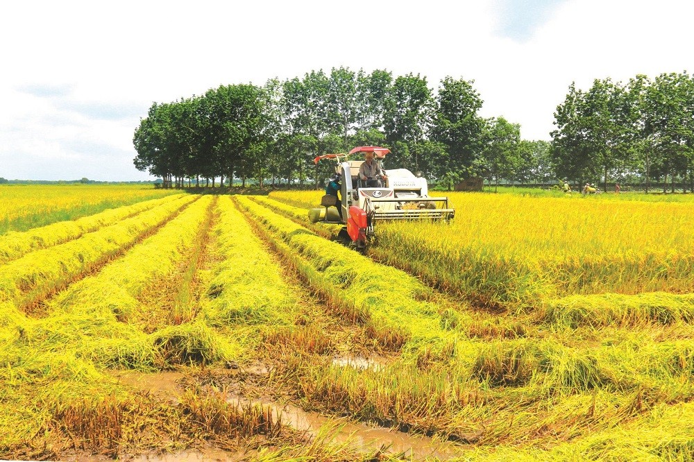 Bình Thuận: Mở rộng diện tích sản xuất lúa chất lượng cao vào năm 2025