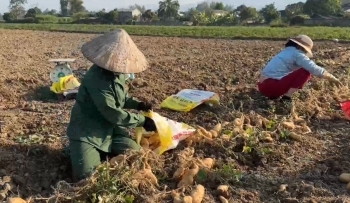 Đưa khoai lang Thanh An trở thành sản phẩm OCOP tiêu biểu của địa phương