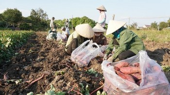 Khoai lang rớt giá, mất mùa, nông dân lo lắng thua lỗ