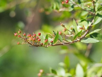 Cây móng tay, dược liệu tuyệt vời cho bệnh ngoài da