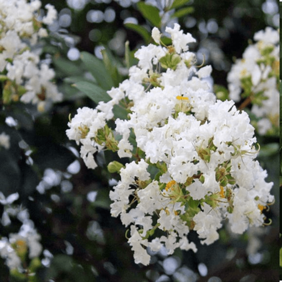 Hình ảnh cây Bằng Lăng ổi có hoa màu trắng