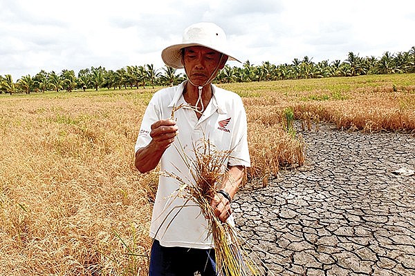 hạn hán và xâm nhập mặn ngày càng khắc nghiệt ở vùng Đồng bằng sông Cửu Long