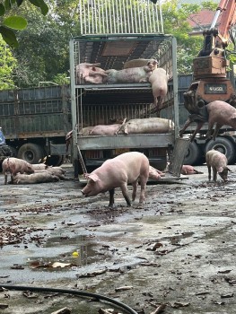 Tuyên Quang kịp thời ngăn chặn, tiêu hủy 81 con lợn mắc dịch tả Châu Phi