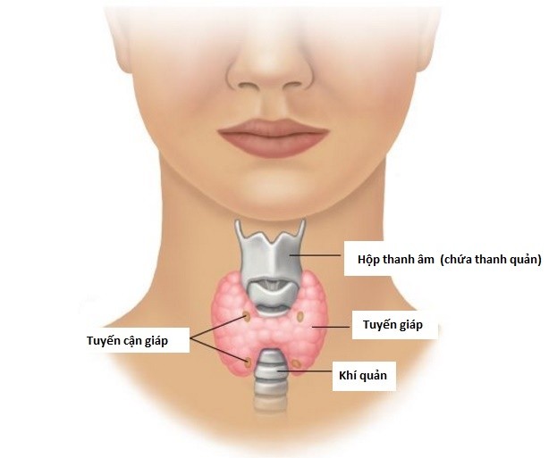 Giải phẫu tuyến giáp và tuyến cận giáp