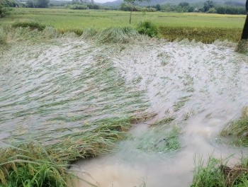 Gần 140.000 ha lúa và hoa màu bị ngập úng, hư hại nặng nề do bão số 3