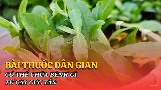 Có thể chữa bệnh từ cây cúc tần?