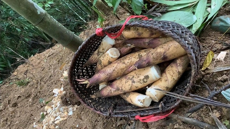 Trào lưu ăn măng vầu gây "sốt" mạng xã hội, chuyên gia cảnh báo gì?