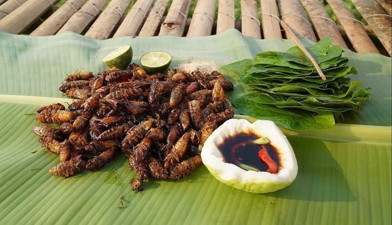 Ve sầu – đặc sản lạ gây tranh cãi vì lý do ít ai ngờ
