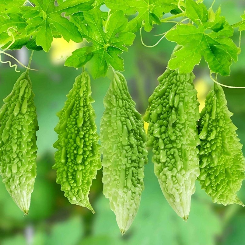 Mướp đắng có vị đắng, tính mát, giúp thanh nhiệt, giải độc, sáng mắt, nhuận tràng, lợi tiểu, chống mệt mỏi và hỗ trợ chức năng gan thận.