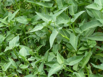 Rau muống bổ dưỡng nhưng không nên ăn sống