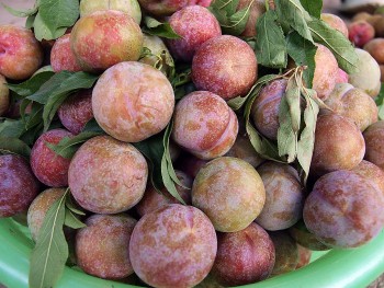 Ăn mận đúng cách để khỏe tiêu hóa, không lo nổi mụn