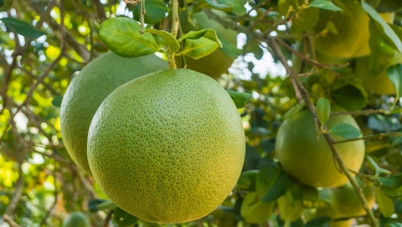 Bưởi không chỉ là loại quả quen thuộc trong mỗi gia đình Việt, mà còn được giới chuyên gia dinh dưỡng đánh giá là một trong những loại trái cây an toàn và bổ dưỡng nhất.